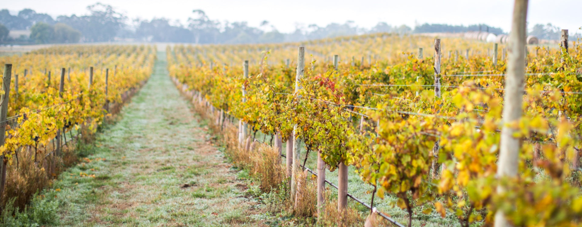 Colourful vineyards in Geelong's Moorabool Valley Wine Region