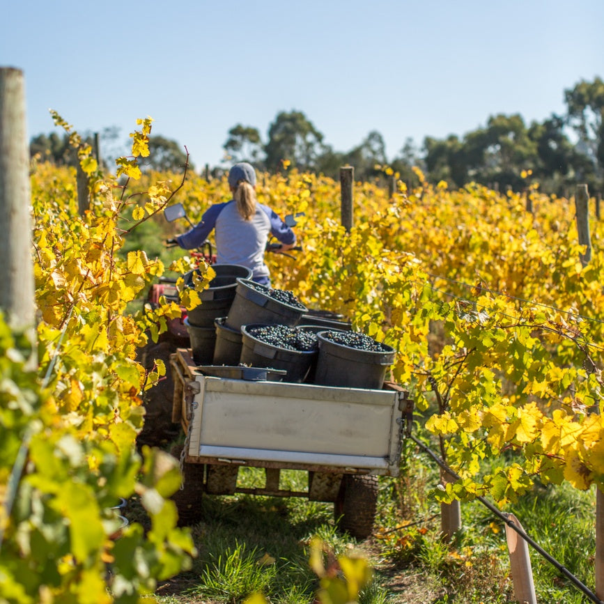 Women on a 4-wheel motorbike picking grapes in the colourful vines